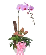 Ngày Quốc tế Phụ nữ 13635