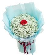 Bộ sưu tập 13036