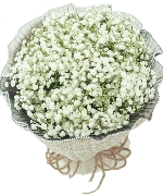 Bộ sưu tập 13293