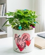 Cây để bàn 10228