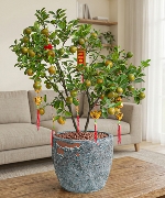 Cây để bàn 10390