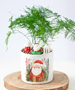 Cây để bàn 11052