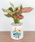 Cây để bàn 11060