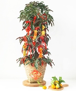 Cây để bàn 11189