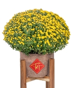 Cây để bàn 11240