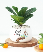 Cây để bàn 11804