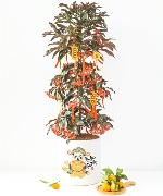 Cây để bàn 14079