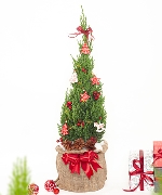 Cây để bàn 14823