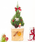 Cây để bàn 14825