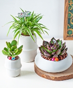 Cây để bàn 7696