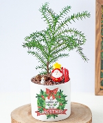 Cây để bàn 7740