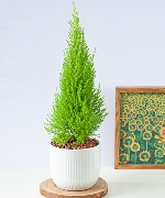 Cây để bàn 7747