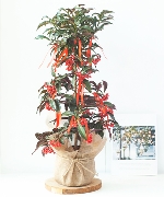 Cây để bàn 7770