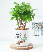 Cây để bàn 7771