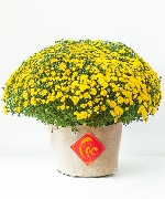 Cây để bàn 7816