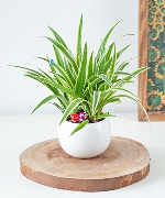 Cây để bàn 8196