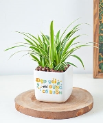 Cây để bàn 8211