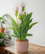 Cây để bàn 8920