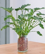 Cây thủy sinh 16284