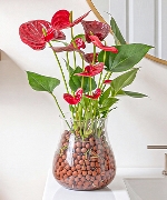 Cây thủy sinh 7414