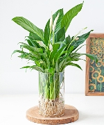 Cây thủy sinh 7849