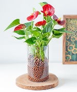 Cây thủy sinh 7856