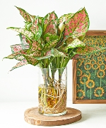 Cây thủy sinh 7857