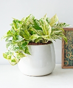 Cây văn phòng 12923