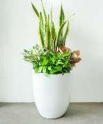 Cây văn phòng 13431