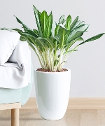 Cây văn phòng 13432