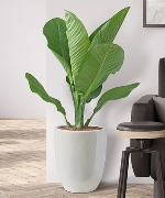 Cây văn phòng 13564