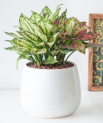 Cây văn phòng 15269