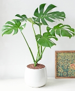 Cây văn phòng 15275