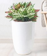 Cây văn phòng 7992