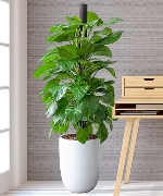 Cây văn phòng 8174