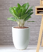 Cây văn phòng 8177