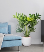 Cây văn phòng 9418