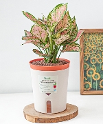 Chậu cây thông minh 10039