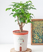 Chậu cây thông minh 10040