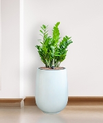 Chậu cây thông minh 11770