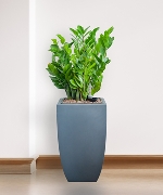 Chậu cây thông minh 11772