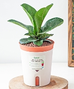 Chậu cây thông minh 15330