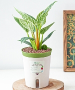 Chậu cây thông minh 7934