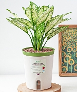 Chậu cây thông minh 8178