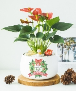 Chậu cây giáng sinh 14024