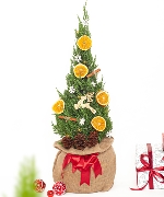 Chậu cây giáng sinh 14822