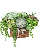 Hoa yêu thương 14387