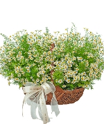 Giỏ hoa tươi 14515