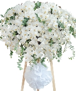 Hoa yêu thương 13402