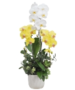 Hoa mừng tốt nghiệp 10900